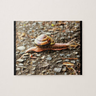 Rote Schnecke am Boden
