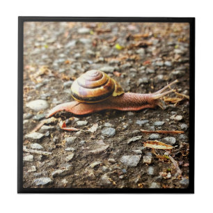 Rote Schnecke am Boden Fliese
