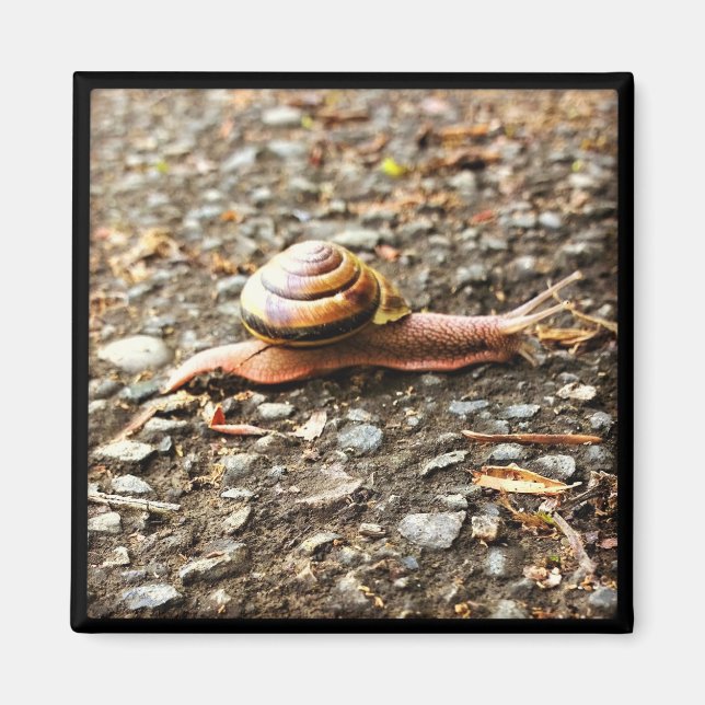 Rote Schnecke am Boden Magnet (Vorne)
