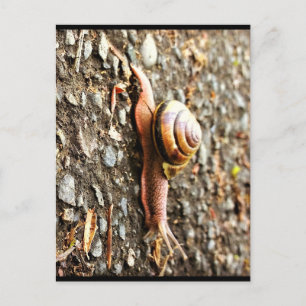 Rote Schnecke am Boden Postkarte