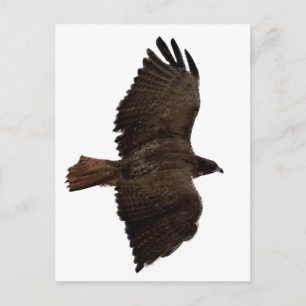 Rote Schwanz Postkarte