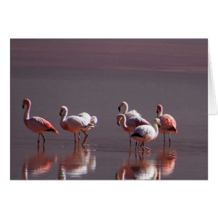 Rote schwarze rosa Flamingos mit Wasser-Reflexion