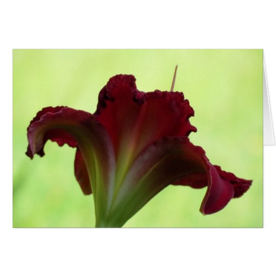Rote Silhouette - Taglilie Karte