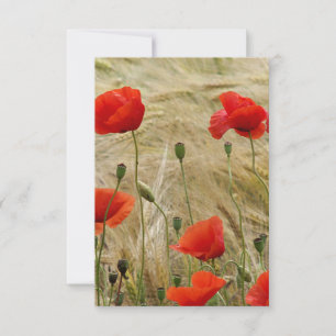 rote Sommerblume
