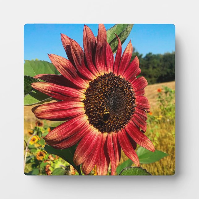 Rote Sonnenblume Fotoplatte (Vorderseite)