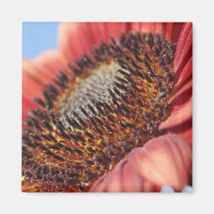 Rote Sonnenblume Magnet