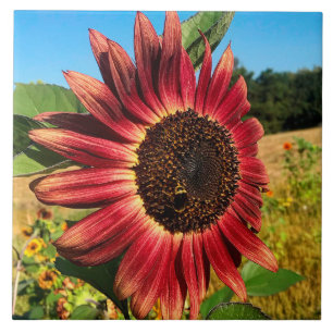 Rote Sonnenblume mit Biene Fliese