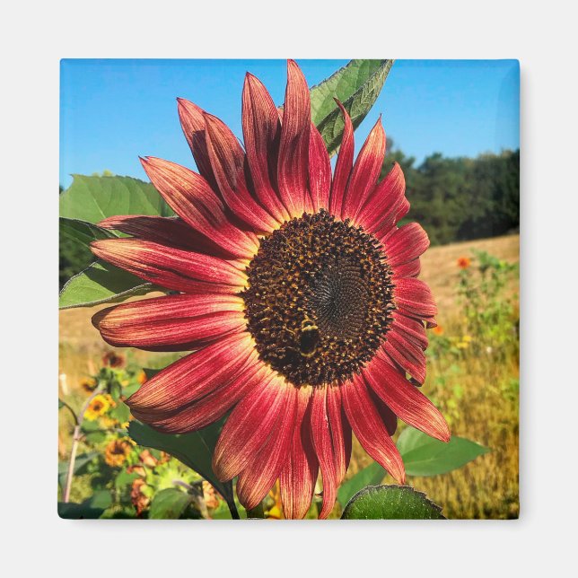 Rote Sonnenblume mit Biene Magnet (Vorne)