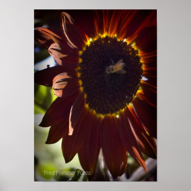 Rote Sonnenblume Poster (Vorne)