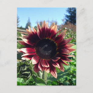 Rote Sonnenblume Postkarte