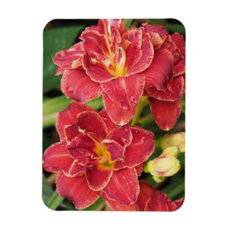 Rote Taglilien Magnet