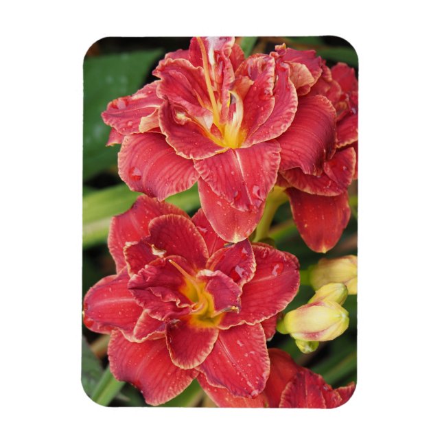 Rote Taglilien Magnet (Vertikal)
