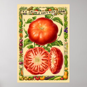 Rote Tomate Retro-Viktorianische Botanische Kunst Poster