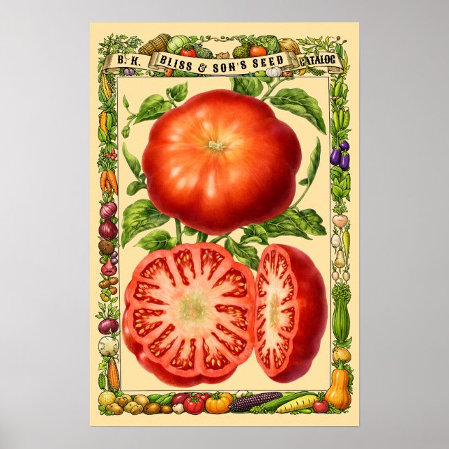 Rote Tomate Retro-Viktorianische Botanische Kunst Poster (Vorne)