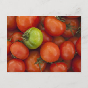 Rote Tomaten mit einem grünen zum Verkauf Postkarte