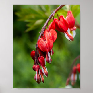 Rote Tränenherzblumen, die an einem Stiel hängen Poster