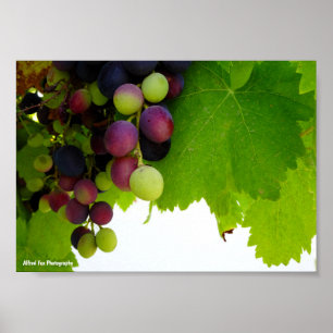 Rote Trauben am Weinstock Poster
