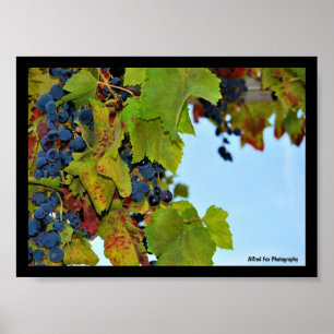 Rote Trauben Blauer Himmel Poster