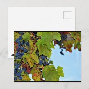 Rote Trauben Blauer Himmel Postkarte