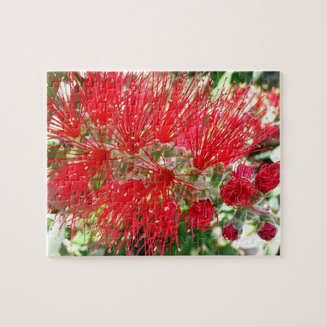 Rote Tropenflora der Bottlebrush-Blume (Horizontal)