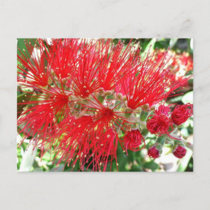 Rote Tropenflora der Bottlebrush-Blume Postkarte