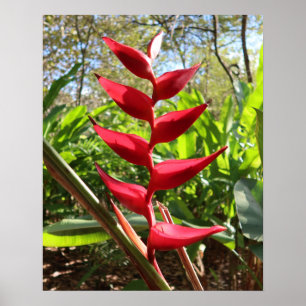Rote tropische Blume - Heliconie Poster