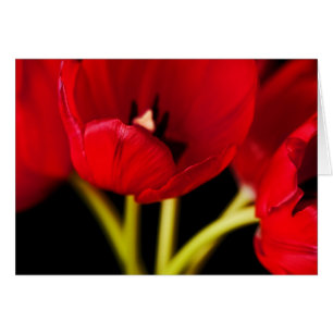 Rote Tulip Blume Schwarzer Hintergrund Blüte