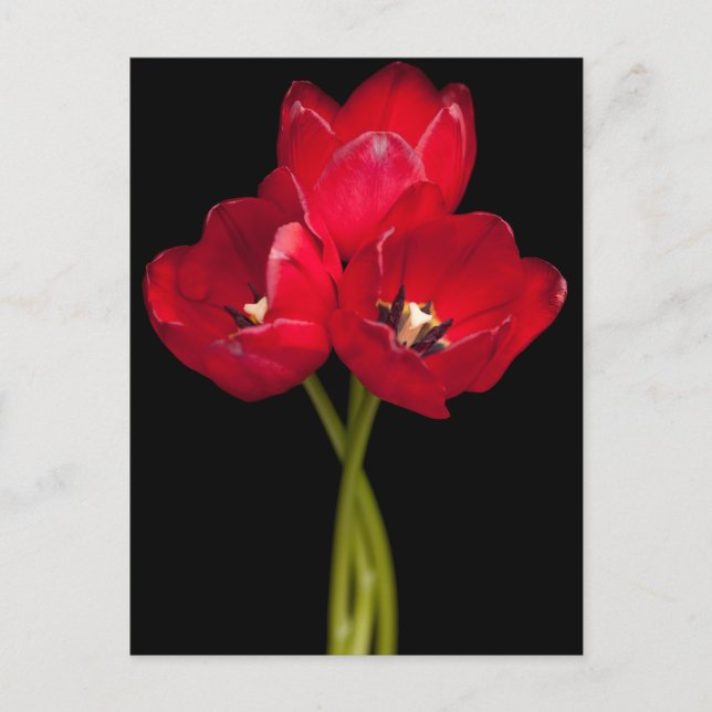 Rote Tulip Blume Schwarzer Hintergrund Blüte Postkarte (Vorderseite)