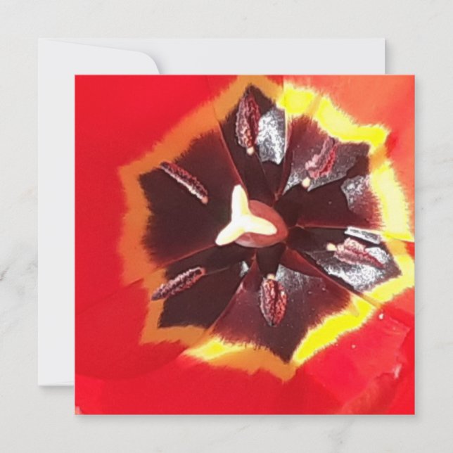 Rote Tulip-Flachkarte (Vorderseite)