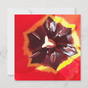 Rote Tulip-Flachkarte