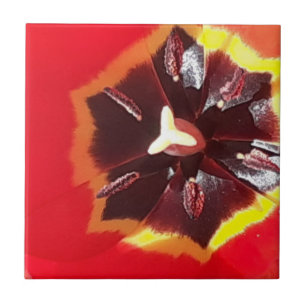 Rote Tulip Keramik Tile Fliese