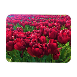 Rote Tulips in einem Feld, Oregon Magnet