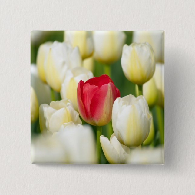 Rote Tulpe auf einem Gebiet der weißen Tulpen Button (Vorderseite)