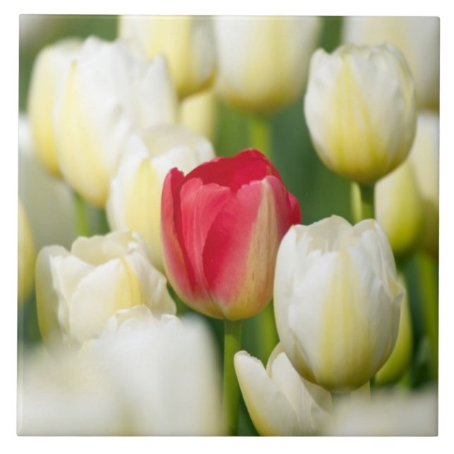 Rote Tulpe auf einem Gebiet der weißen Tulpen Fliese (Vorderseite)