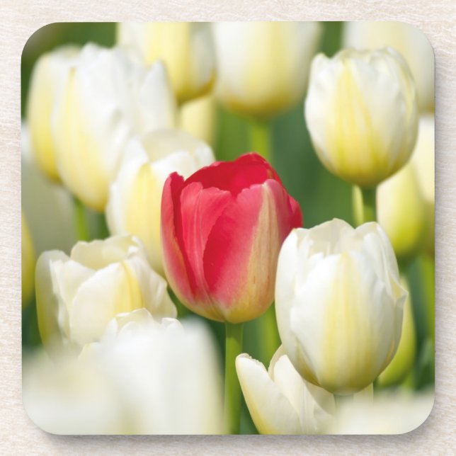 Rote Tulpe auf einem Gebiet der weißen Tulpen Getränkeuntersetzer (Vorderseite)