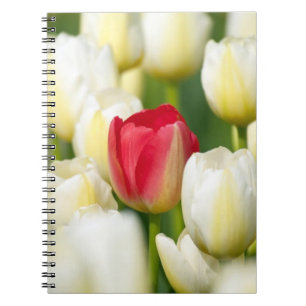Rote Tulpe auf einem Gebiet der weißen Tulpen Notizblock