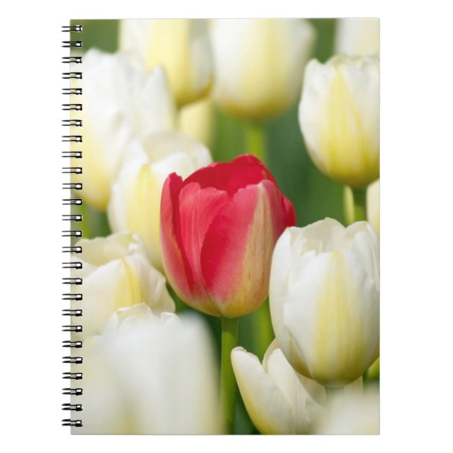 Rote Tulpe auf einem Gebiet der weißen Tulpen Notizblock (Vorderseite)