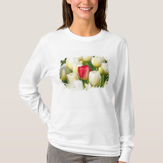 Rote Tulpe auf einem Gebiet der weißen Tulpen T-Shirt (Vorderseite)
