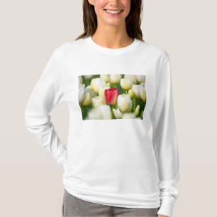 Rote Tulpe auf einem Gebiet der weißen Tulpen T-Shirt