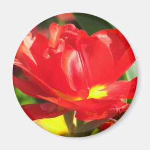 Rote Tulpe-Fotografien Magnet