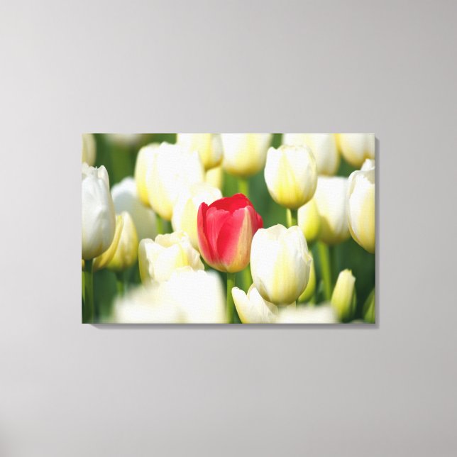 Rote Tulpe in einem Feld mit weißen Tulpen Leinwanddruck (Vorderseite)