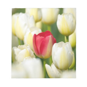Rote Tulpe in einem Feld mit weißen Tulpen Notizblock