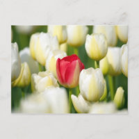 Rote Tulpe in einem Feld mit weißen Tulpen