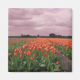 Rote Tulpe-Landschaft Magnet