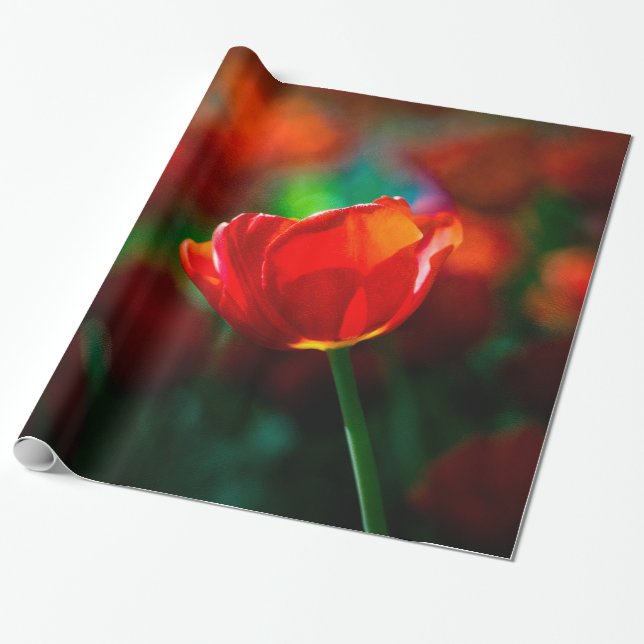Rote Tulpe - Mysterium der Blüte Geschenkpapier (Ungerollt)