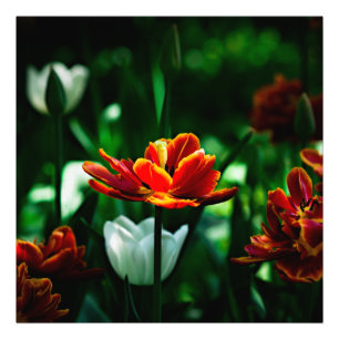 Rote Tulpe - Seine Majestät der König Fotodruck