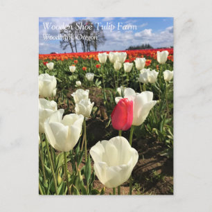 Rote Tulpe sticht heraus, Oregon Postkarte
