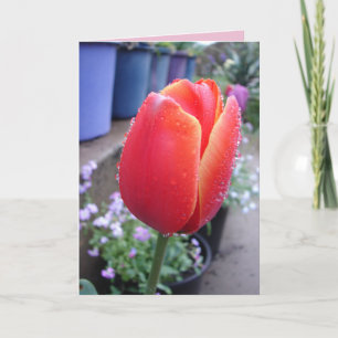 Rote Tulpe und Regentropfen Blumenkarte Karte