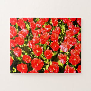 Rote Tulpen
