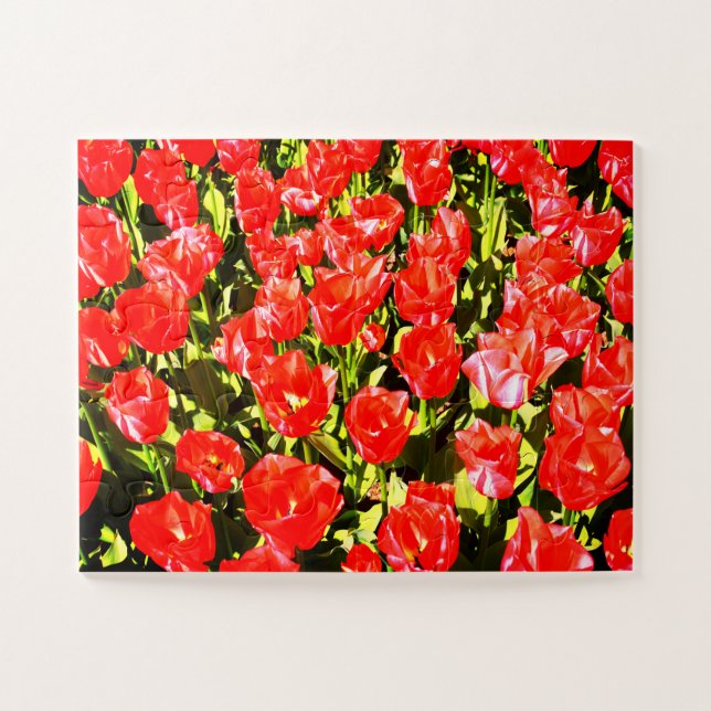 Rote Tulpen (Horizontal)
